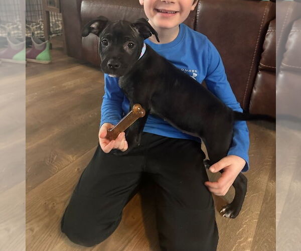 Medium Photo #2 American Pit Bull Terrier-American Staffordshire Terrier Mix Puppy For Sale in Chester, VA, USA