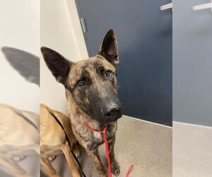 Holland Shepherd-Unknown Mix Dogs for adoption in HESPERIA, CA, USA