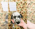 Small Photo #2 Dalmatian Puppy For Sale in INDIANAPOLIS, IN, USA