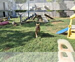 Small #24 German Shepherd Dog-Saluki Mix