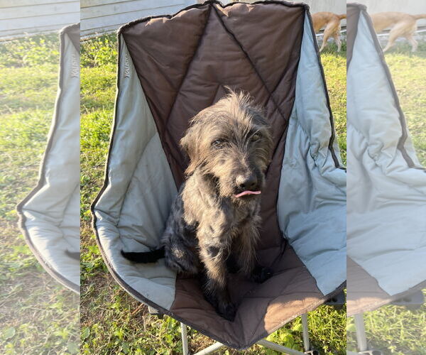 Medium Photo #3 Mutt Puppy For Sale in Oviedo, FL, USA