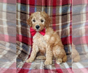 Goldendoodle Puppy for sale in NOTTINGHAM, PA, USA