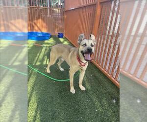 German Shepherd Dog-Unknown Mix Dogs for adoption in Las Vegas, NV, USA