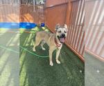 Small German Shepherd Dog Mix