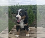 Small Photo #4 Bernese Mountain Dog Puppy For Sale in GOSHEN, IN, USA