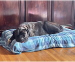 Small #4 Boxer