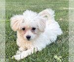Small #3 Maltese Mix