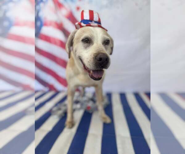 Medium Photo #4 Labrador Retriever-Unknown Mix Puppy For Sale in Sanderson, FL, USA