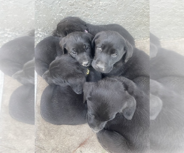 Medium Photo #5 Labrador Retriever Puppy For Sale in WEEKI WACHEE, FL, USA
