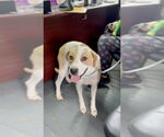 Small #3 Great Pyrenees Mix