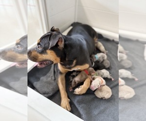 Mother of the American Bully puppies born on 02/02/2025