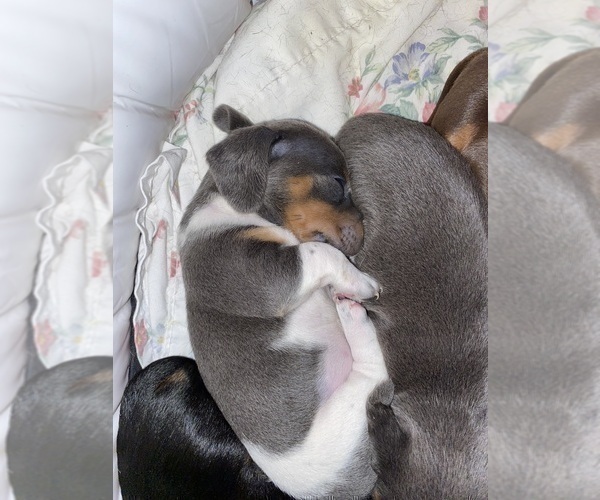 Medium Photo #8 Dachshund Puppy For Sale in LUBBOCK, TX, USA