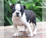 Small #2 Boston Terrier