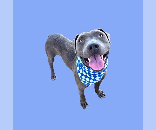 Medium Photo #1 Mutt Puppy For Sale in Bakersfield, CA, USA