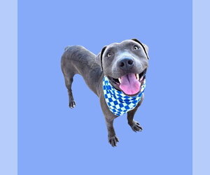 Mutt Dogs for adoption in Bakersfield, CA, USA