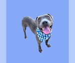 DRACO - Male Mutt Dog for Adoption - Small photo