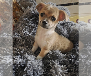 Chihuahua Puppy for sale in SPOTSYLVANIA, VA, USA