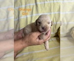 Small #8 Labradoodle