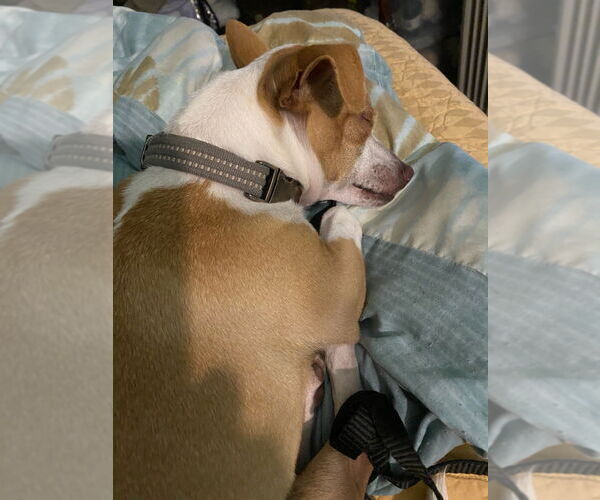 Medium Photo #2 Chihuahua Puppy For Sale in San Antonio, TX, USA