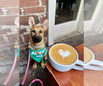 Small #2 German Shepherd Dog Mix