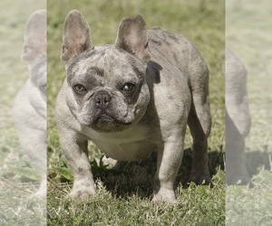 French Bulldog Puppy for sale in MARIETTA, GA, USA