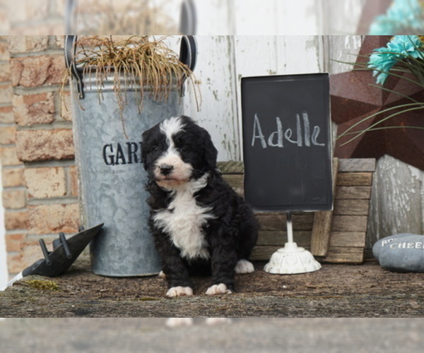 Medium Photo #4 Bernedoodle Puppy For Sale in DUNDEE, OH, USA