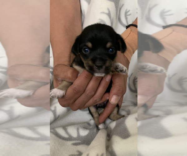 Medium Photo #4 Cheenese Puppy For Sale in SALEM, NH, USA