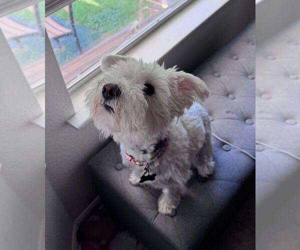 Medium Photo #3 Poodle (Miniature)-Unknown Mix Puppy For Sale in Oak Bluffs, MA, USA