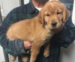 Small Photo #15 Golden Retriever Puppy For Sale in LOVELADY, TX, USA