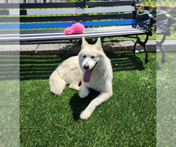 Medium Photo #3 Siberian Husky Puppy For Sale in Perth Amboy, NJ, USA