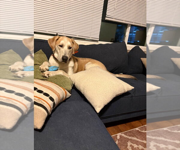 Medium Photo #2 Great Dane-Unknown Mix Puppy For Sale in Bullard, TX, USA