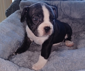 American Bully Puppy for sale in ARLINGTON, TX, USA