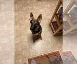 Small Photo #2 German Shepherd Dog Puppy For Sale in FARIBAULT, MN, USA
