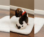 Small #7 French Bulldog