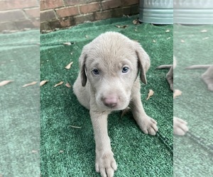 Labrador Retriever Puppy for sale in OSYKA, MS, USA