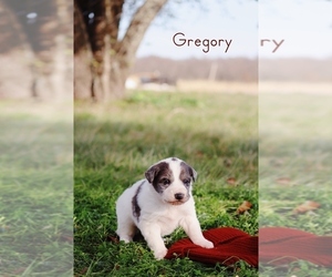 Australian Shepherd-Great Pyrenees Mix Puppy for sale in BARRY, TX, USA