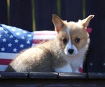 Puppy Puppy 6 American Corgi