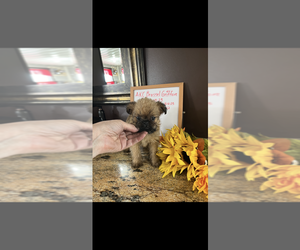 Brussels Griffon Puppy for sale in NILES, MI, USA