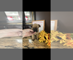 Image preview for Ad Listing. Nickname: AKC Sammie