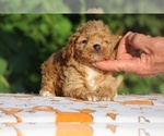 Small #4 Poodle (Toy)