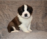Small #6 Saint Bernard