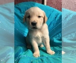 Small Photo #11 Golden Retriever Puppy For Sale in WESTMINSTER, SC, USA