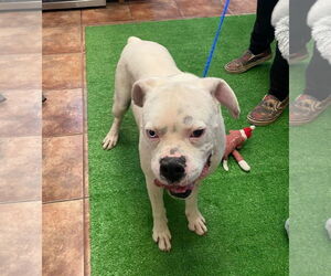 Boxer Dogs for adoption in Amarillo, TX, USA
