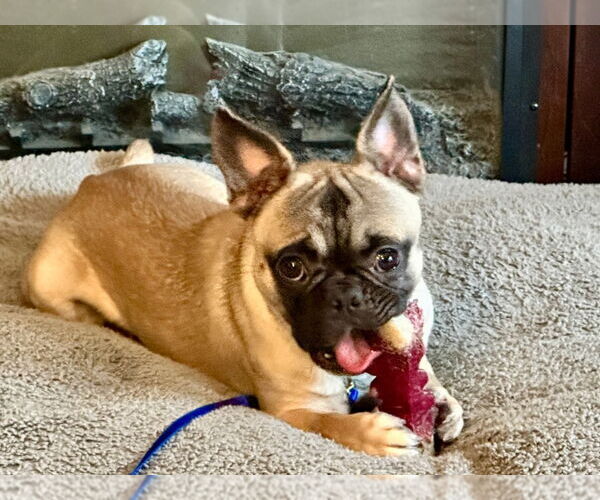 Medium Photo #4 Frenchie Pug Puppy For Sale in Brights Grove, Ontario, Canada
