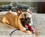 Small Photo #4 Frenchie Pug Puppy For Sale in Brights Grove, Ontario, Canada