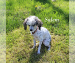 Salem - Male Poodle (Toy) Puppy for Sale - Photo #22