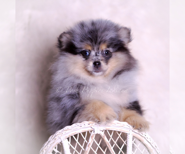 Medium Photo #92 Pomeranian Puppy For Sale in WARSAW, IN, USA