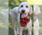 Small #2 Goldendoodle