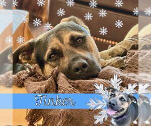 Mutt Dogs for adoption in Mount Laurel, NJ, USA