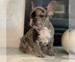 Small Photo #47 French Bulldog Puppy For Sale in GIG HARBOR, WA, USA